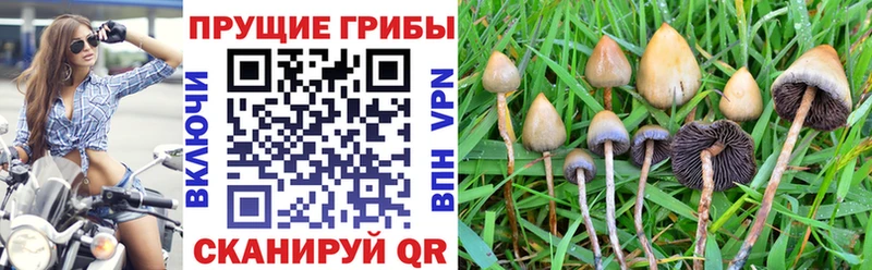 Псилоцибиновые грибы Psilocybine cubensis  Жуков 